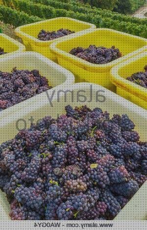 Las mejores uvas uvas de plastico color vino